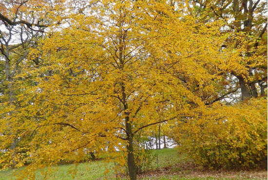 Link image for <p>Tree of the Year</p>