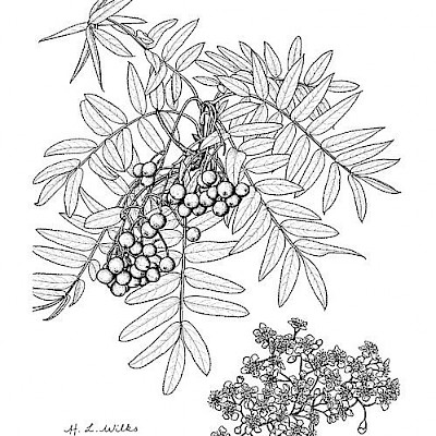 <p>Sorbus randaiensis</p>
